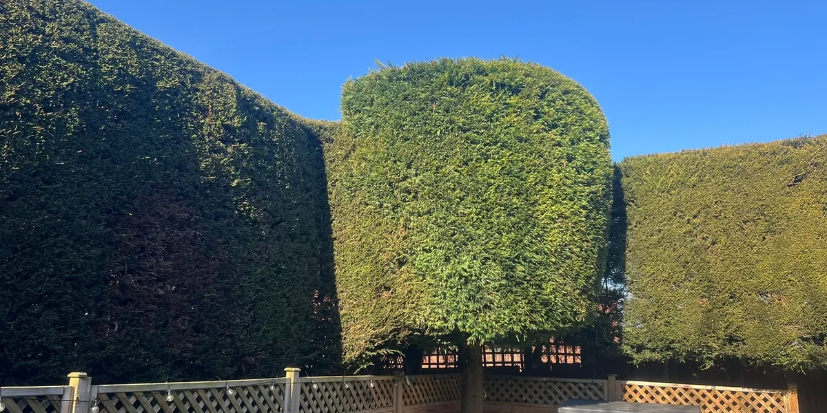 DC Tree Care tree and hedge work