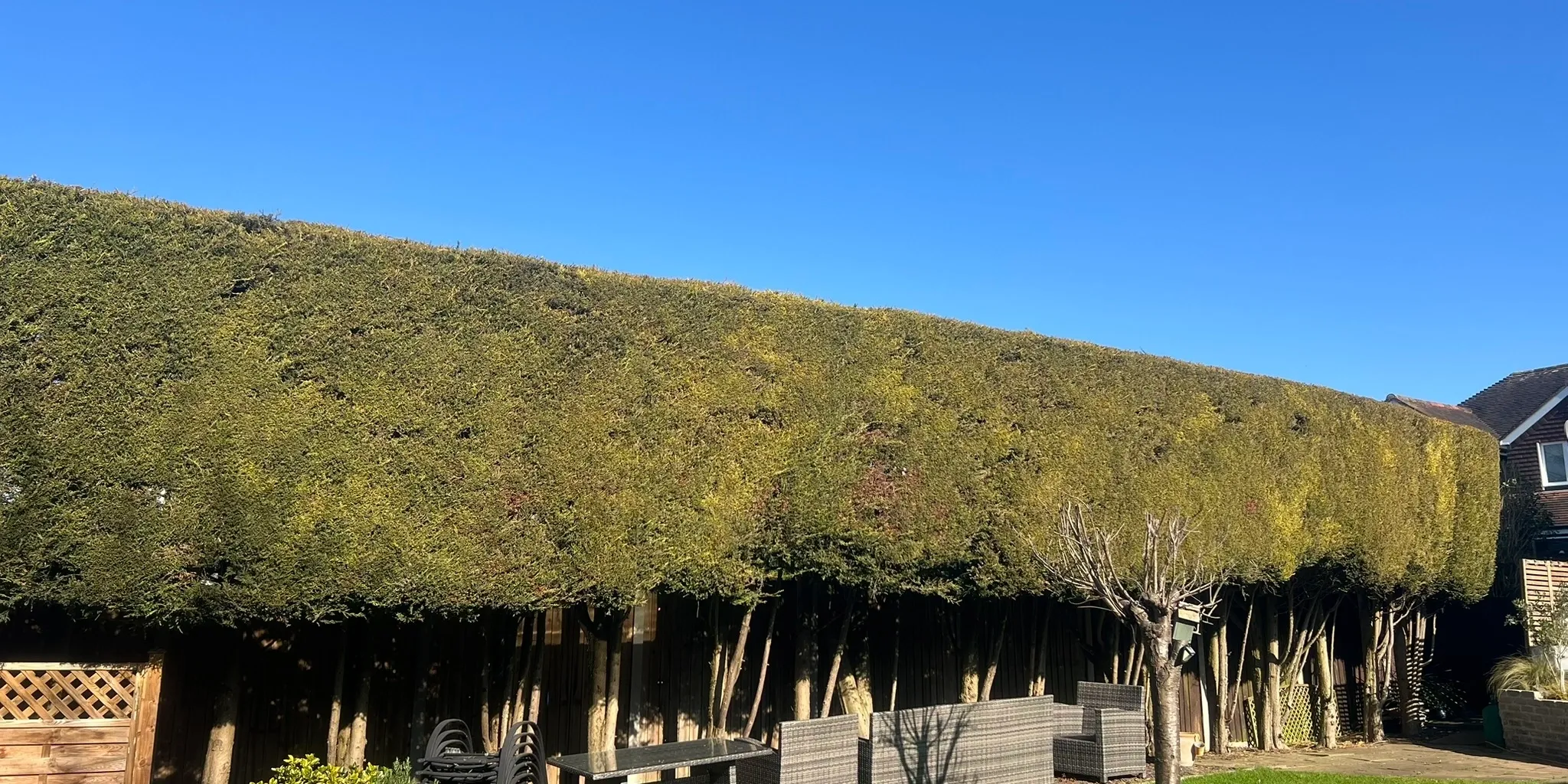 DC Tree Care tree surgery and outdoor work
