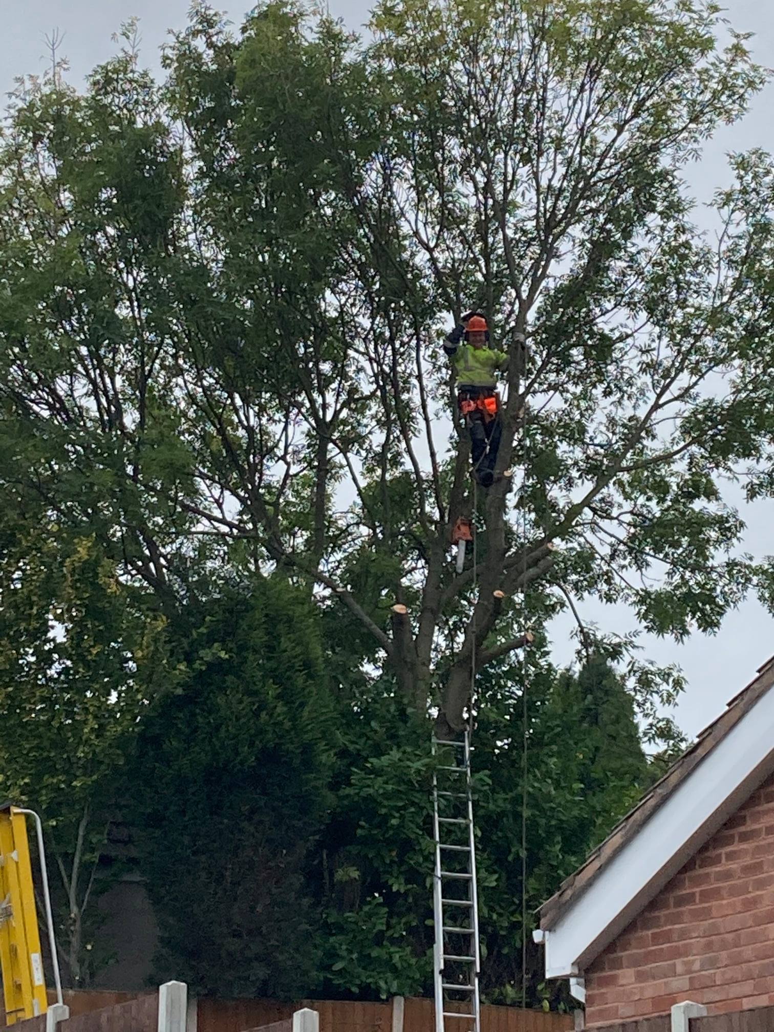 DC Tree Care carrying out tree surgery work